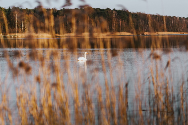 sky, river, color Image, swan, animal wildlife, no People, dog, blue, autumn, tranquility, tranquil Scene, vertebrate, water, forest, animal, plant, day