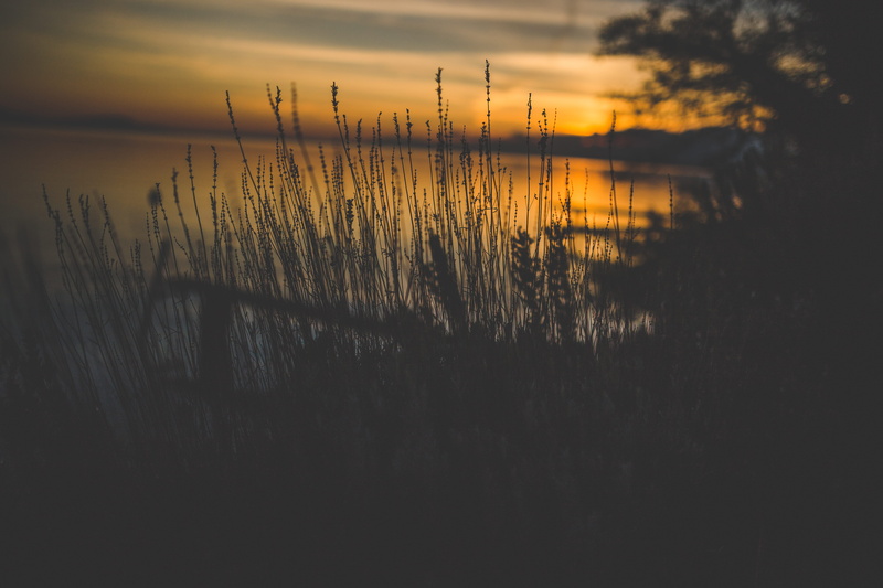 sunrise - Dawn, summer, Grass, sunset, cloud - sky, idyllic, scenics, non-urban scene, sun, scenics - nature, tranquil Scene, dusk, sky, Silhouette, reed - Grass Family