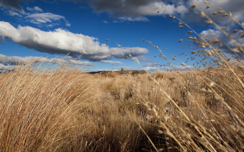sky, tranquil Scene, agriculture, field, marram Grass, rural Scene, cloudscape, grass, landscapes, cereal plant, sand Dune, sunlight, land, crop, scenics - nature
