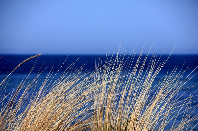 sea, horizon Over Water, marram Grass, 5K, wind, tranquility, landscape, seascape, summer, plant, no People, growth, color Image, sunlight, coastline