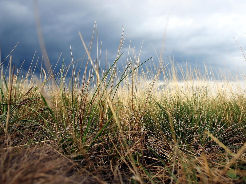 grass, grass Family, season, green, close-up, water, beauty In Nature, rural Scene, green Color, plant, field, landscape, cloud - sky, growth, sunset, sky