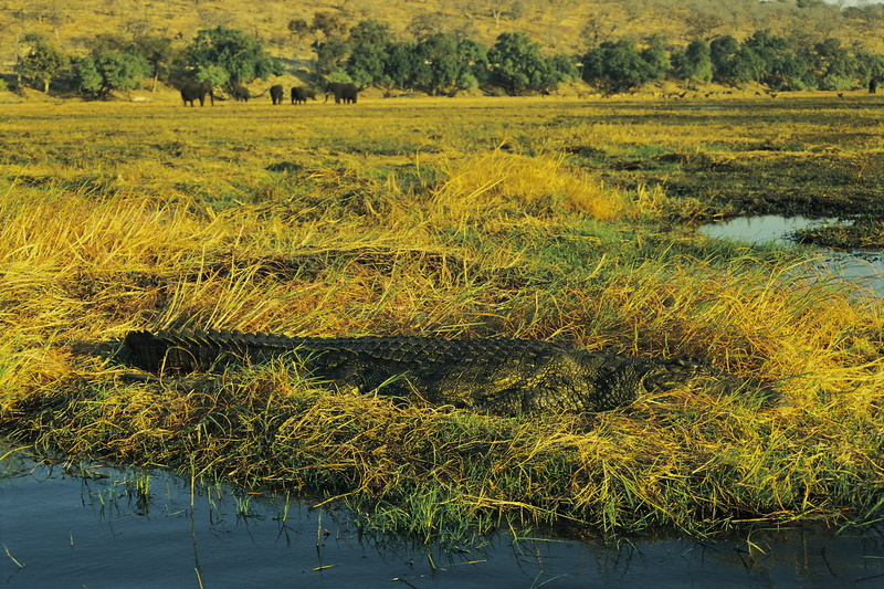 shore, beauty in nature, land, nature, scenics, reflection, crocodile, agriculture, rural Scene, animal, day, pond, tree, rice Paddy, animal themes, swamp