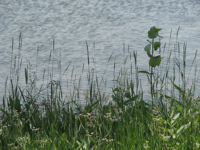 environment, landscape, rural Scene, meadow, summer, reed - Grass Family, marsh, scenics, water, plant part, body, reflection, pond, plant, swamp, growth