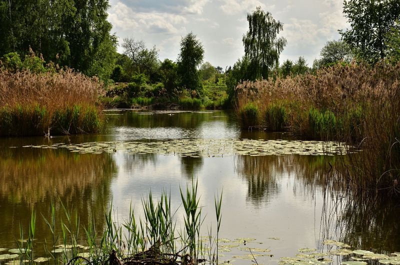 grass, beauty In Nature, landscape, pond, non-Urban Scene, scenics, brown, leaf, plants, 1080P, leafed, woodland, green Color, blue, green, lake, cloud - sky