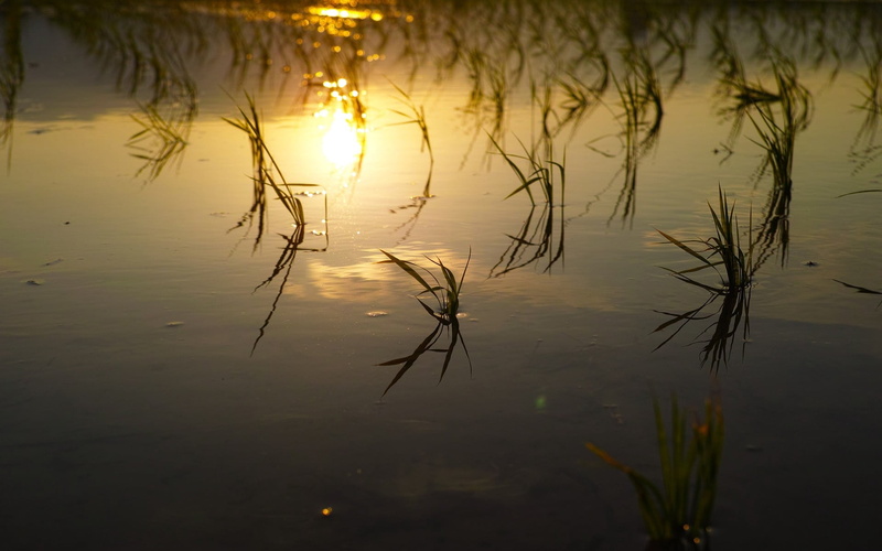 rice, summer, high angle view, morning, sunset, sunlight, environment, reed - Grass Family, backgrounds, sky, nature, reflection lake, outdoors, pond, standing water