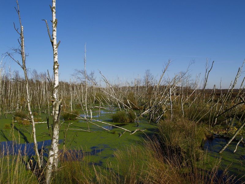 scenics - nature, birch, moor, beauty in nature, water, swamp, blue, sky, pond, land, plant, tranquility, grass, nature reserve, moorland, duckweed, reed - Grass Family