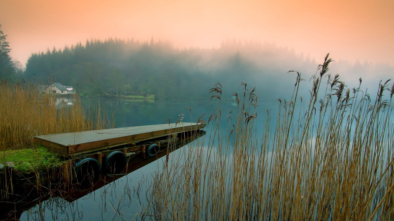 forest, reed - Grass Family, rural Scene, wooden, bridge, pier, sky, beauty In Nature, water, tree, marsh, nature, architecture, scenics, sunlight, river