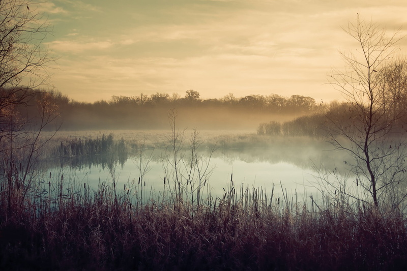 tranquil Scene, autumn, river, no People, backgrounds, idyllic, forest, plant, water, non-Urban Scene, rural Scene, outdoors, tree, marsh, reflection, pond