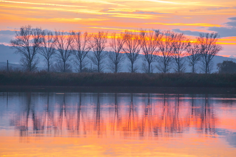 tranquil Scene, lake, red, bare, no People, bare tree, orange Color, forest, idyllic, pond, sky, scenics, river, sun, trees, reed - Grass Family, twilight