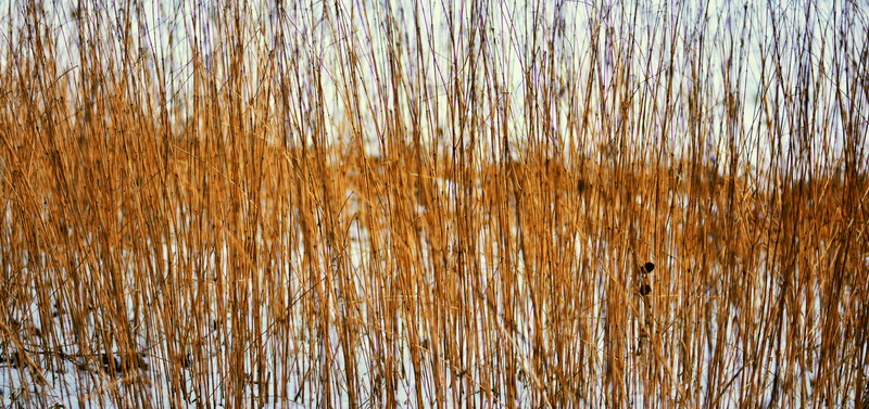 reed - grass family, tranquility, outdoors, backgrounds, structure, lake, growth, stalk, stengel, texture, grasses, reflection, pattern, grass, background