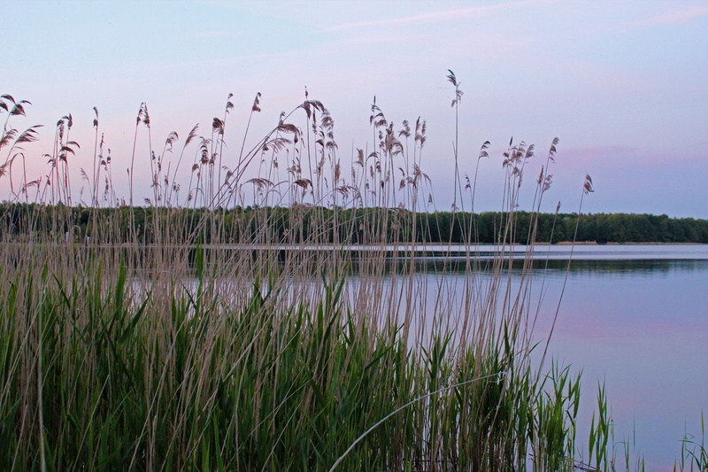 no people, mecklenburg, tranquil scene, lake, scenics - nature, plant, dusk, abendstimmung, reflection, germany, idyllic, mecklenburg western pomerania