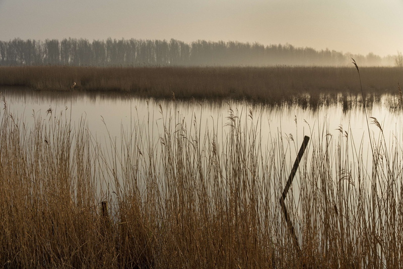 lauwersmeer, grass, scenics - nature, 4K, wetland, no people, nature, fog, non-urban scene, national park, environment, beauty in nature, outdoors, reed - grass family
