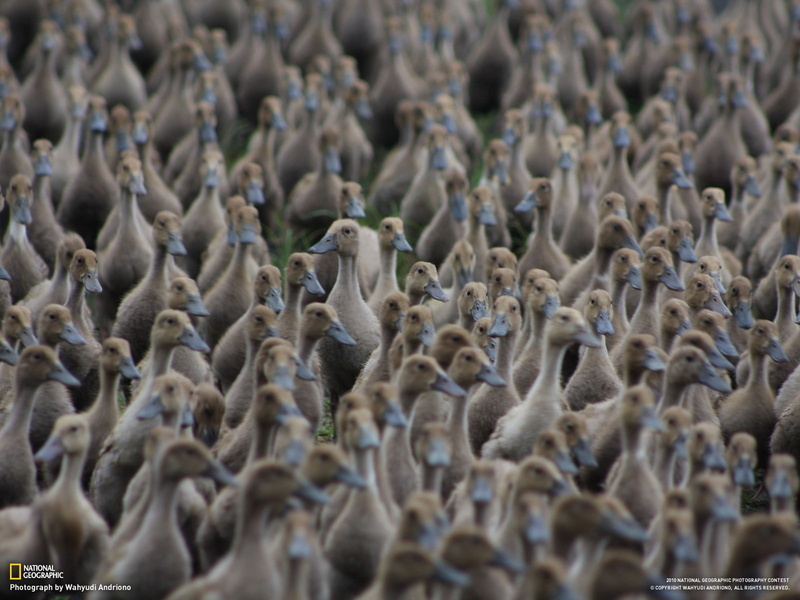 large group of objects, high angle view, animal themes, animals, textile, animal wildlife, gray, day, floral, backgrounds, 720P, duck, abundance, birds