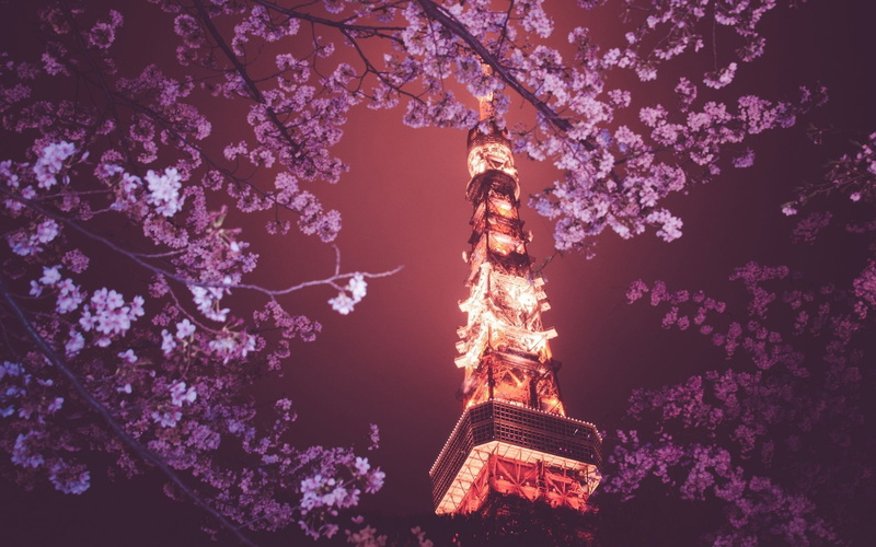 Japan, 1080P, Tokyo Tower, Tokyo, flowers, night