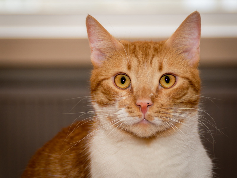 attention, sweet, no people, mole, animal, red mackerel tabby, vertebrate, relaxed, cozy, whisker, animal world, mammal, focus on foreground, velvet paw