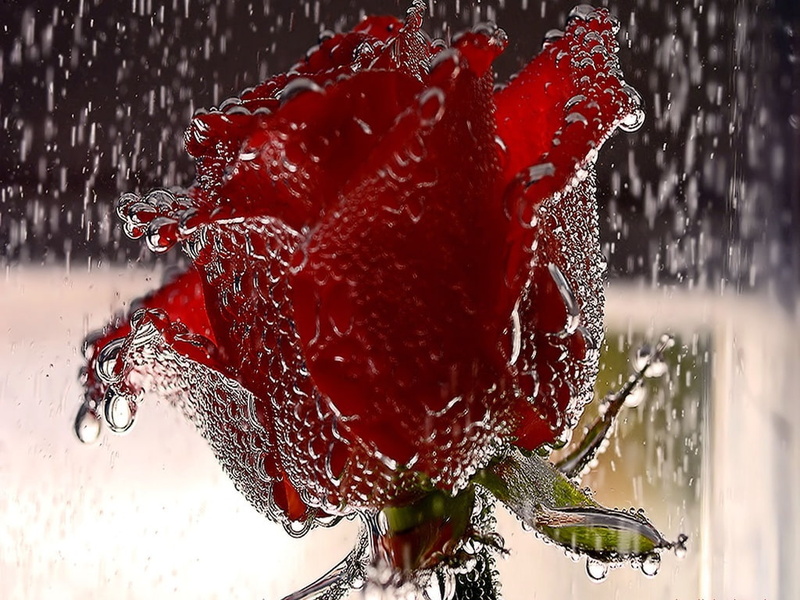 art, x, rain, drops, flowers, 480P, water, hd, nature, roses