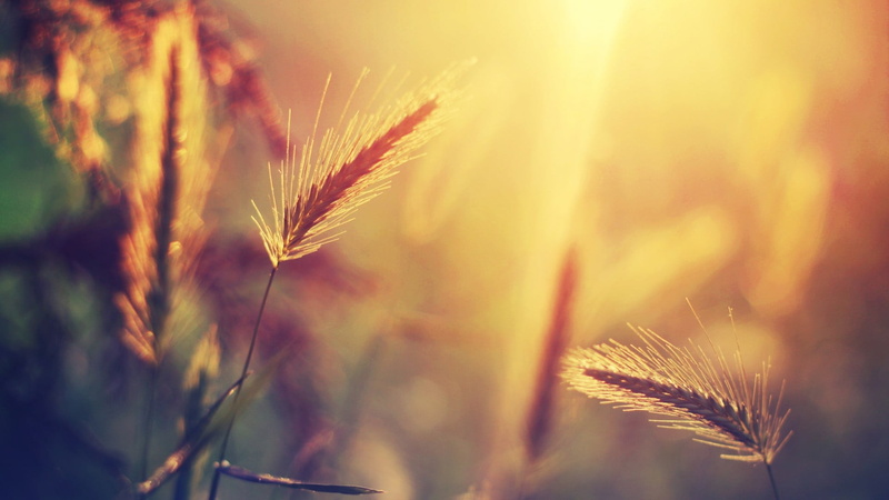 cereal plant, spikelets, crop, sunlight, no people, green, growth, nature, field, landscape, outdoors, plants, freshness, agriculture, rural scene, grass