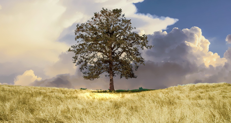 no People, single tree, photograph, rural, wheat, panoramic, land, yellow, rural Scene, cloud - Sky, grass, scenics - nature, environment, non-Urban Scene