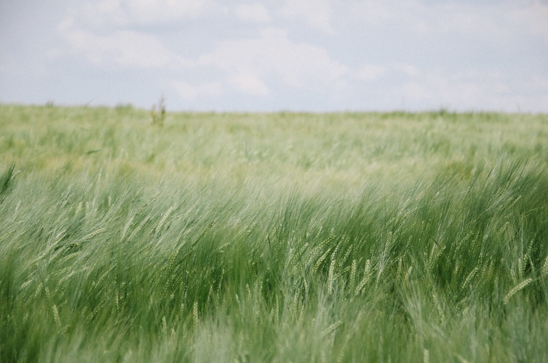 horizon, grass field, 4K, clear, wheat, beauty in nature, farm, field, land, cloud, tranquility, countryside, scenics, selective focus, sun, cloud - sky