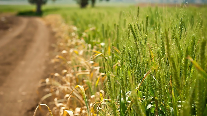 no people, agriculture, landscape, land, outdoors, food, field, crop, tranquility, leaf, rural scene, nature, cereal plant, beauty in nature, day, selective focus