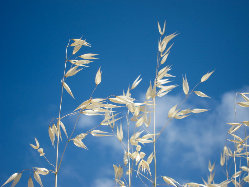 plant, photography, cereal Plant, canon  powershot, s95, white, florets, avena, growth, summer, oat, sky, agriculture, flowers, field, blue, 2K, nature