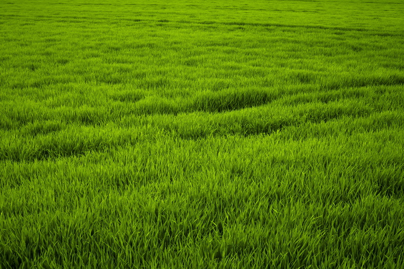 green, day, 5K, outdoors, crop, rice paddy, nature, no people, landscape, high grass, green grass, scenics - nature, rural scene, grass meadow, growth