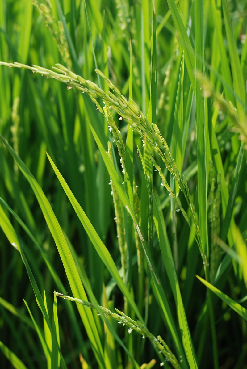 growth, nature, outdoors, animal, blade of grass, focus on foreground, sheaves of rice, agriculture, insect, no people, animal wildlife, cereal plant, grass