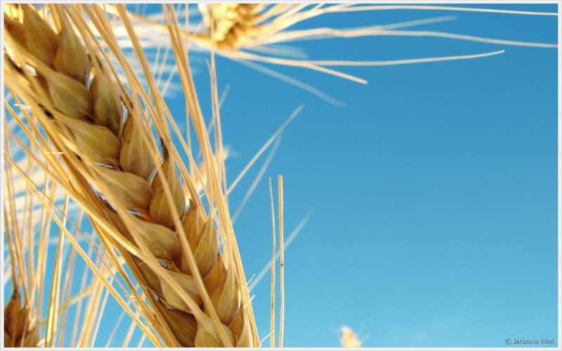wheat, 2K, hd, nature