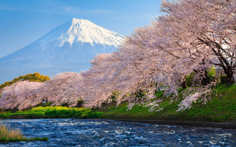 beauty in nature, land, sakura, springtime, fuji, snowcapped mountain, non-urban scene, idyllic, travel, no people, growth, day, river, snow, scenics - nature
