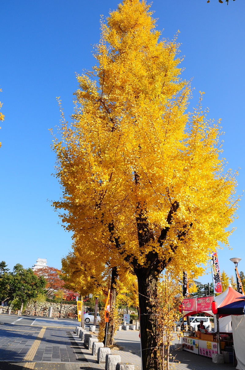 street, clear sky, change, plant, motor vehicle, nature, leaf, autumn, ginkgo, himeji, car, no people, tree, mode of transportation, outdoors, city, 4K