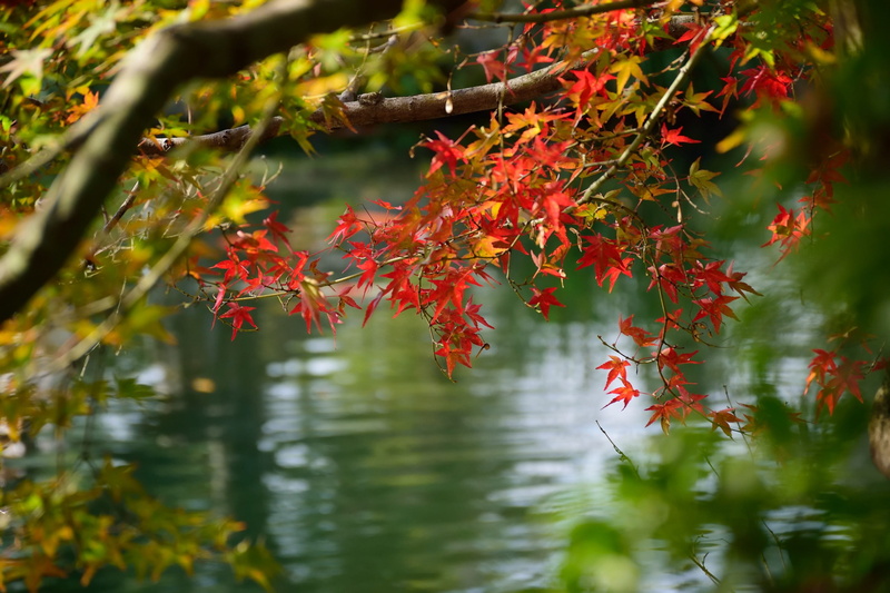 red, reflection, nature, autumn, plant part, himeji, japan, branch, outdoors, kokoen garden, orange color, day, growth, water, autumn collection, plant