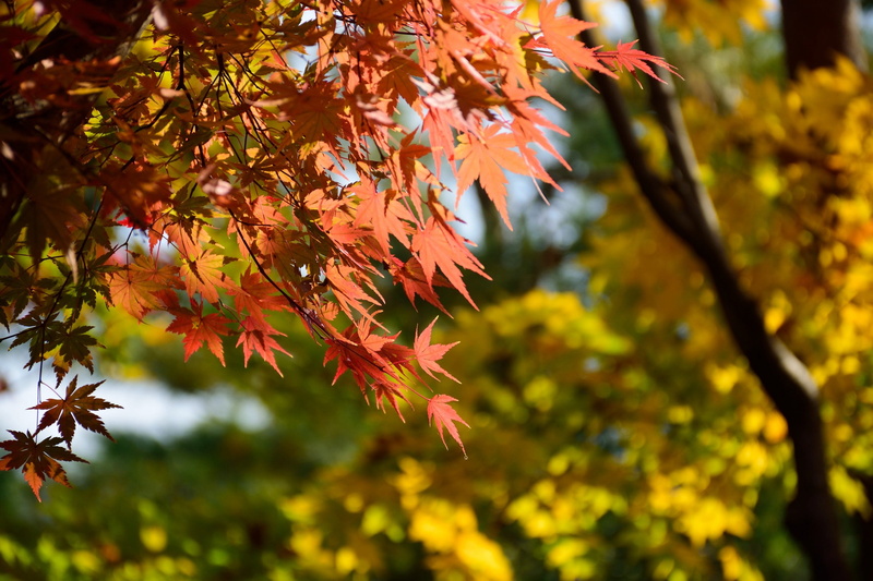 himeji, red, day, branch, plant, low angle view, beauty in nature, tree, nature, autumn, orange color, outdoors, no people, change, leaves, focus on foreground