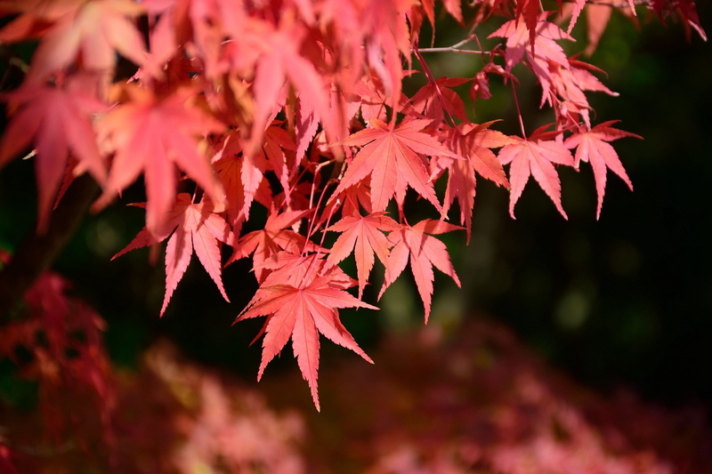 branch, close-up, plant part, leaves, autumn collection, change, growth, outdoors, red, maple leaf, beauty in nature, autumn, maple tree, fall, japan, selective focus