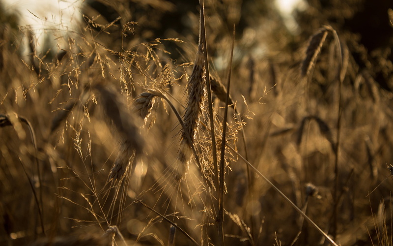 day, farm, sunlight, cereal plant, textile, crop, focus on foreground, close-up, brown, plant, timothy grass, beauty in nature, growth, landscape, land
