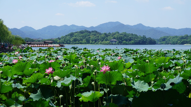 landscape, lotus, pink, hangzhou, scenics - nature, flower, china, outdoors, no people, field, travel, 5K, plant, lake, mountain, mountain range, flowering plant