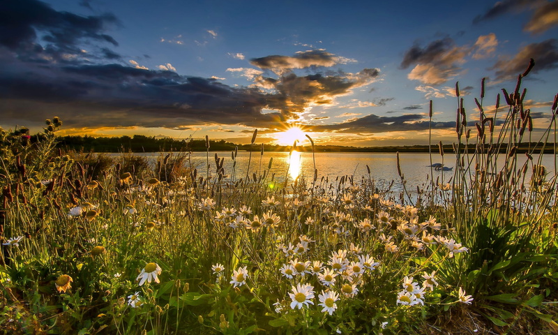 growth, nature, chamomile, lake, water, non-urban scene, tranquil scene, outdoors, sun, no people, sky, scenics - nature, sunset, field, flowering plant
