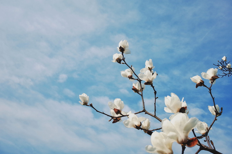 petal, branch, tree, nature, blossom, sky, day, china, 4K, vulnerability, growth, flower head, animal, azure sky, no people, hangzhou, bird, close-up