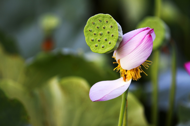 pod, photography, no people, flower head, growth, fiend, close-up, xuan lian, fragility, pink color, purple, flower, plant stem, beauty in nature, pink petals