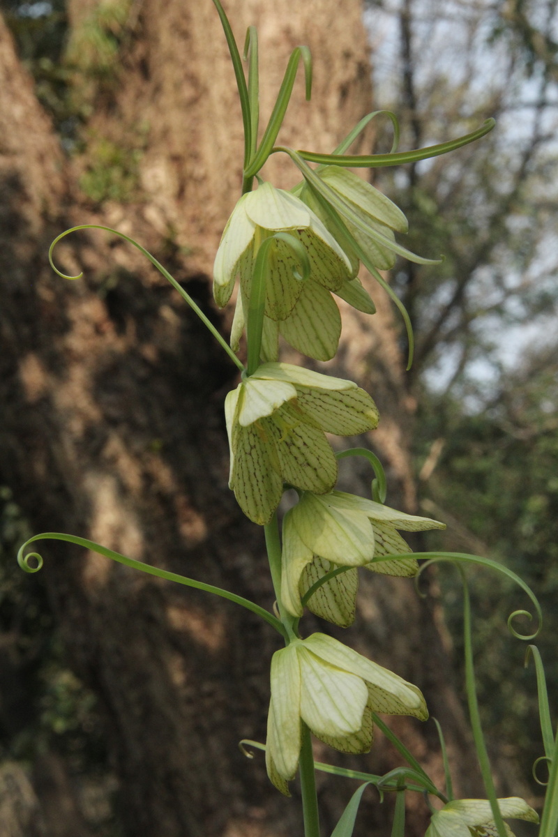 tree, fragility, no people, focus on foreground, day, outdoors, growth, close-up, freshness, green color, plant stem, 5K, land, selective focus, plant