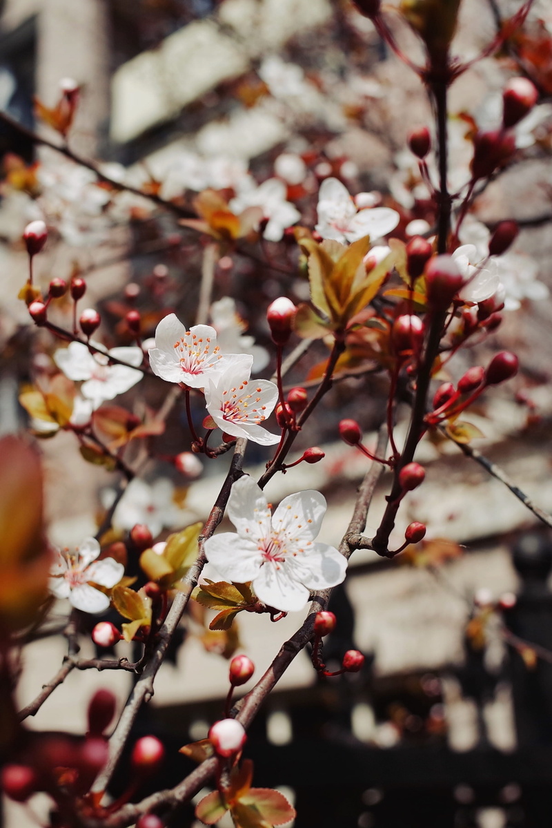plant, spring, vegetable, beauty in nature, poppy, zhejiang university, focus on foreground, cherry tree, produce, vulnerability, cherry blossom, petal