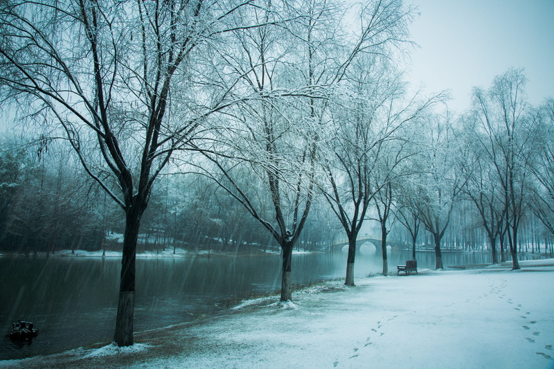 plant, scenics, Zhejiang University, weather, no People, winter, hiromasa lake, forest, beauty in nature, bare tree, ice, frozen, covering, white, Snow
