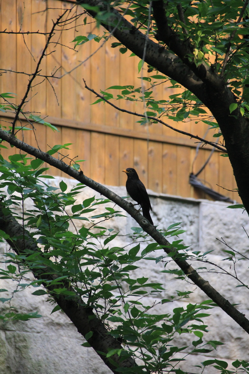 animal, plant part, one animal, tree, outdoors, branch, plant, animal themes, animals in the wild, bird, focus on foreground, perching, leaf, growth, vertebrate