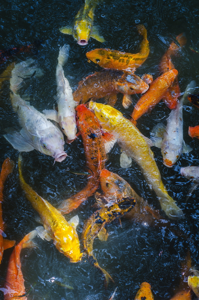 group of animals, outdoors, Fish, animal wildlife, animals in the wild, school of fish, sea, water, Qu Yuan, koi carp, Hangzhou, animal themes, nature