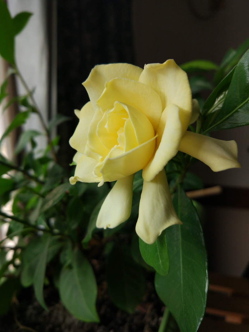 close-up, plant, no people, growth, focus on foreground, fragility, beauty in nature, yellow, rose, hangzhou, outdoors, flowering plant, nature, 4K, china