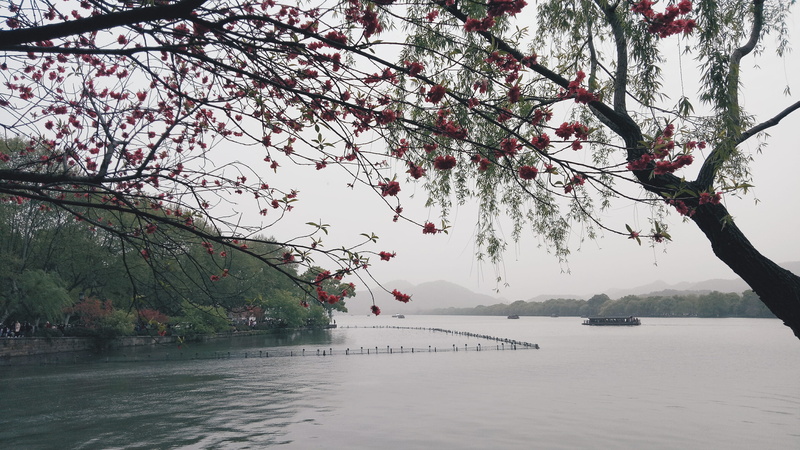branch, West Lake Cultural Landscape, Hangzhou, water, cherry blossom, springtime, fragility, china, nature, cherry tree, day, flower, outdoors, tranquility
