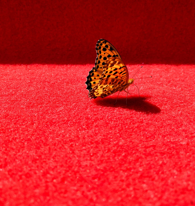 2K, national day, butterfly, the red carpet, nature, animals in the wild, one animal, close-up, hangzhou, red, studio shot, animal wildlife, animal themes