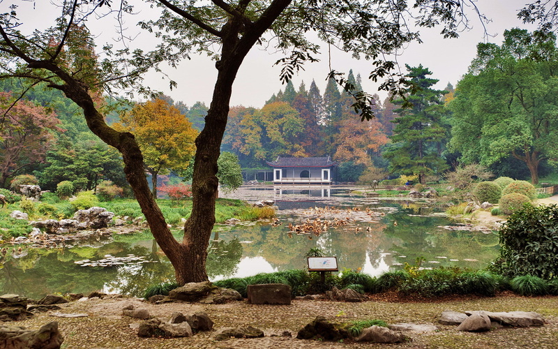 Hangzhou Botanical Garden, garden, pond, trees, grass, China, the bushes, 1080P, stones