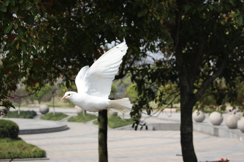 Pigeon, Hangzhou, animals in the wild, animal wildlife, outdoors, animal, day, white color, vertebrate, spread wings, 5K, beauty in nature, tree, focus on foreground