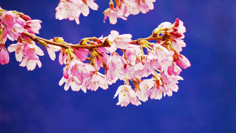 plant, outdoors, twig, beauty in nature, close-up, cherry tree, cherry blossom, flowering plant, branch, 1080P, fragility, nature, pollen, growth, flower head