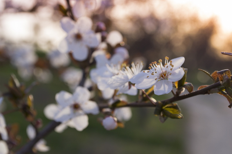 nature, cherry tree, growth, beauty in nature, fragility, springtime, cherry blossom, blossom, white color, inflorescence, twig, close-up, plant, flower